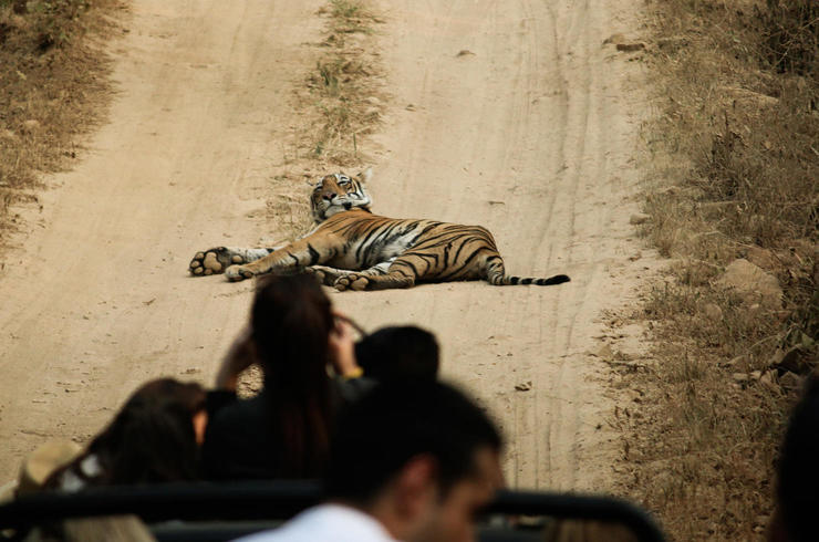Tiger im Rathambore Nationalpark