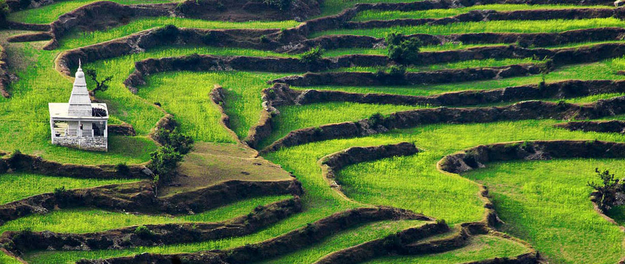 Reisterrassen in Indien