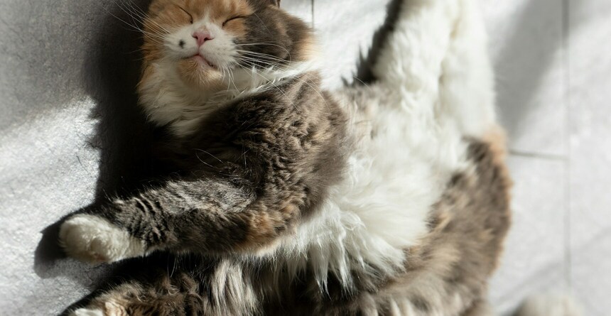 Verdrehte Katze. Bild: G. Engleder via Unsplash Verdrehte Katze. Bild: G. Engleder via Unsplash