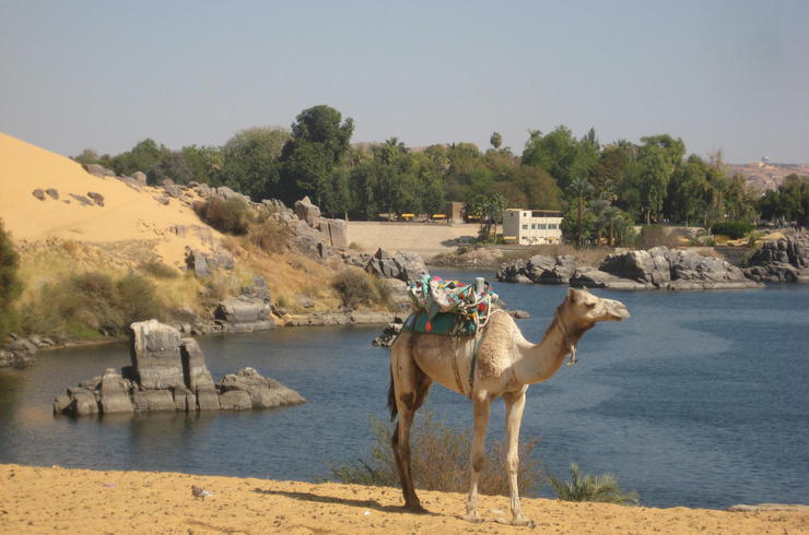 Kamel am Nil