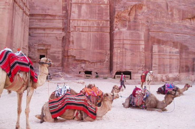 Petra-Kamele warten auf Touristinnen
