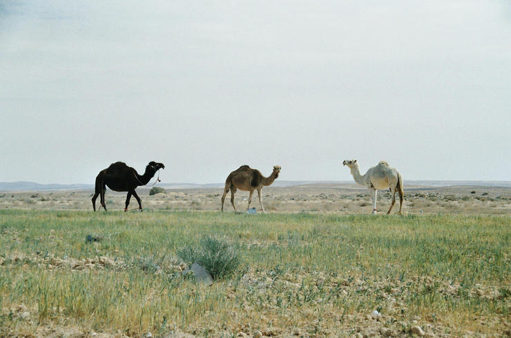 Wilde Kamele