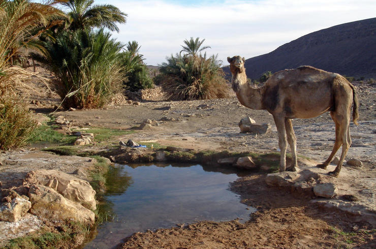 Oasen-Besuch in der marokkanischen Wüste