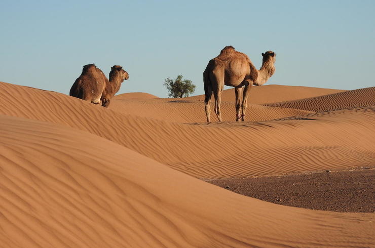 freilaufende Kamele 