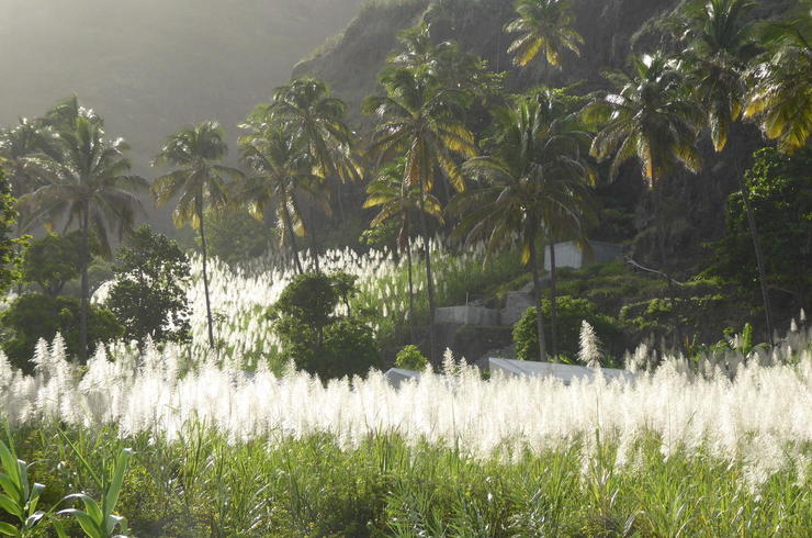 Wanderreise Kap Verde: Zuckerrohrblüte