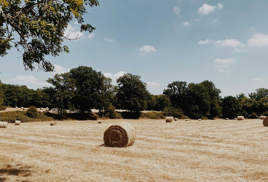 Getreidefeld; Bild: Nella N via unsplash