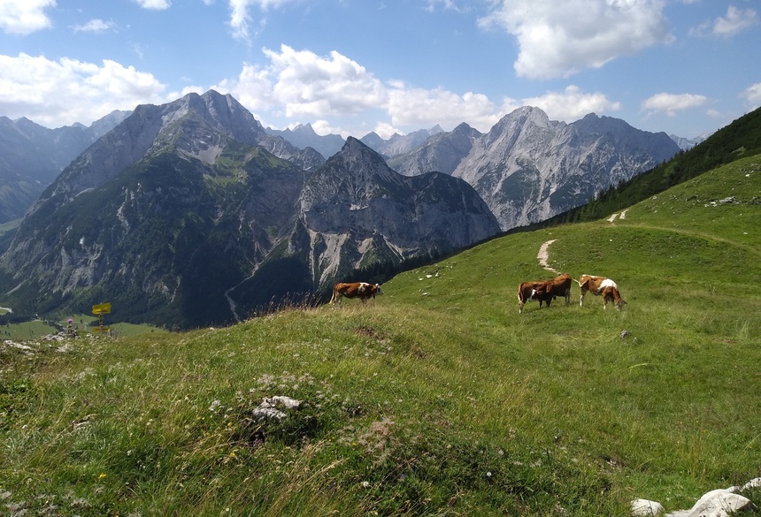 Kühe Karwendel; Bild: Martina Mante