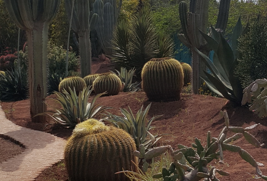 La Majorelle; Bild: Evelyn Bader