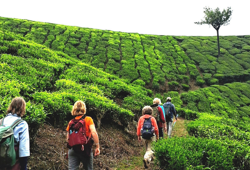 Munnar Tea Garden; Bild: Sheetal Thakur