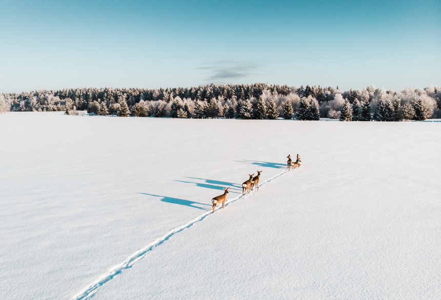 Winterstille und Weite in Estlands Natur. Quelle: Ventus Touristik GmbH