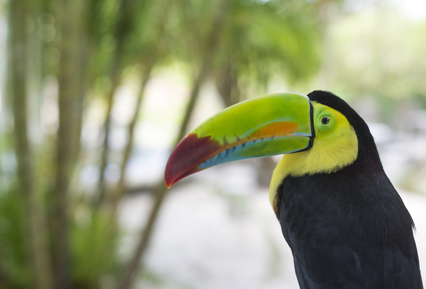 Tukan, Bild: Costa Rica Tourism Board