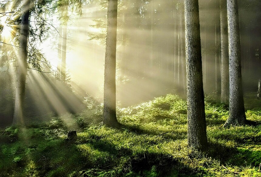 Waldbaden_c_Josef Hejpetr via Unsplash