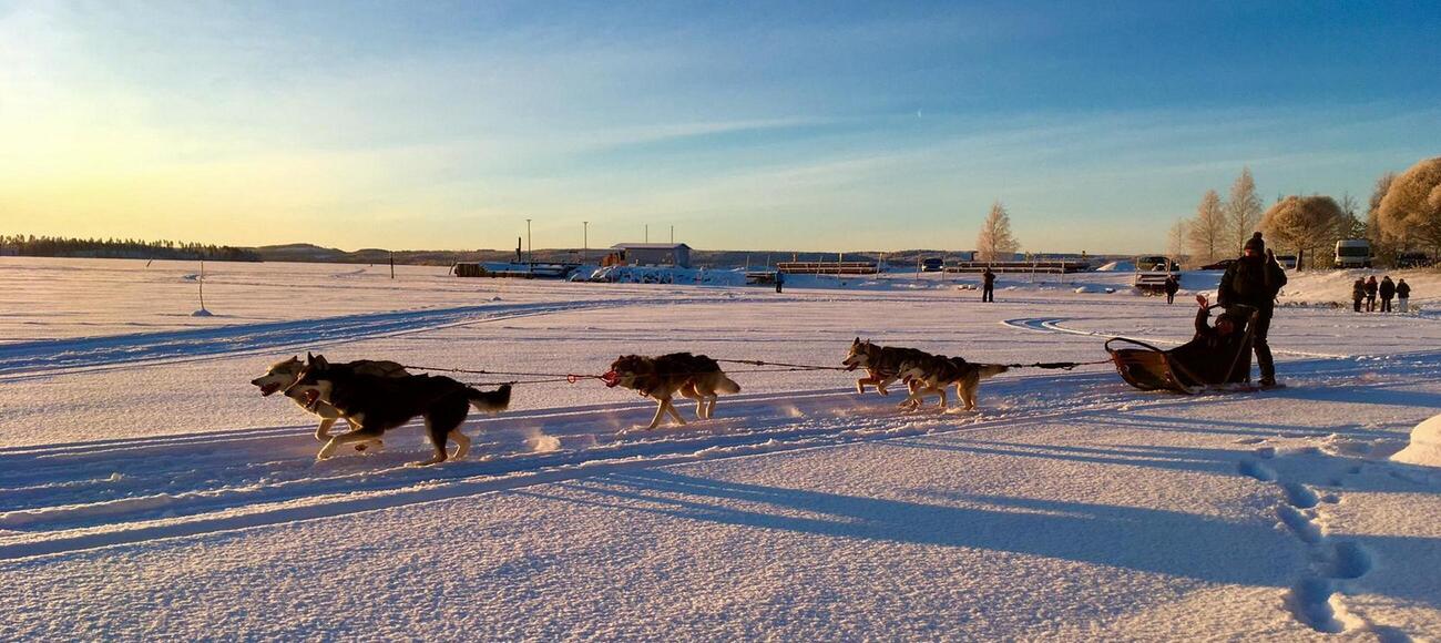 Frauenreisen in Finnland Hundeschlitten Pihlajapuu