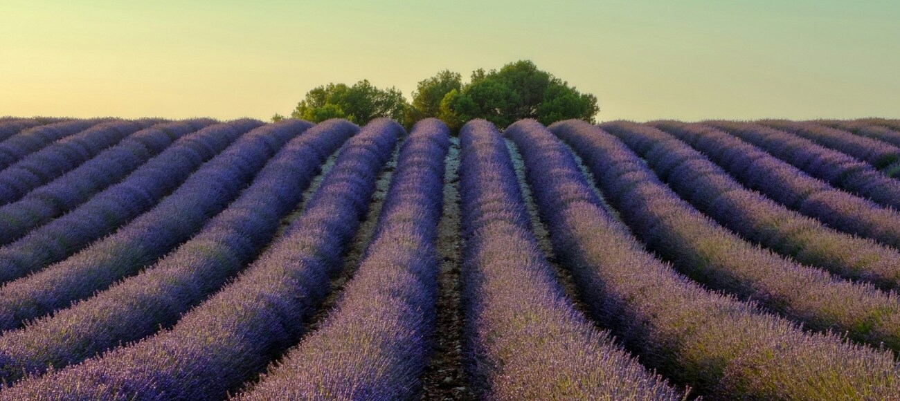 Lavendelfeld in Frankreich Bild: Parrish Freeman Unsplash