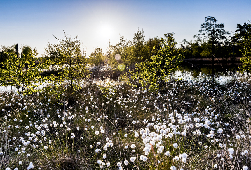 Wollgrasblüte im Pietzmoor bei Schneverdingen_c_Markus Tiemann_Lueneburger Heide GmbH (www.lueneburger-heide.de)