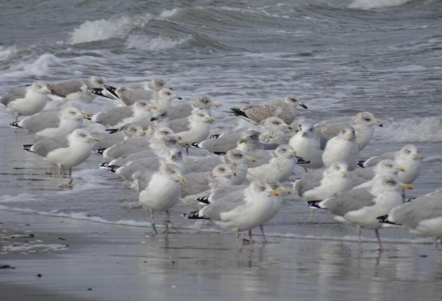 Vögel_am_Strand_Bild:Ines Wilke