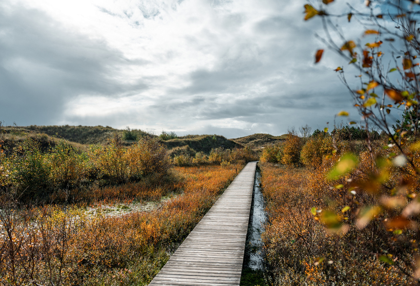 Bohlenweg mit Herbstlaub; Bild; Amrum Touristik 2026