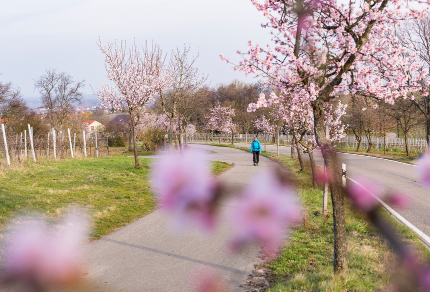 Wandern zur Mandelblüte in der Pfalz; Bild: CC-BY Pfalz Touristik, Thomas Rathay