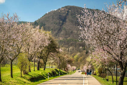 Mandelblüte auf der Villastraße in Edenkoben; Bild: CC-BY Pfalz Touristik, Dominik Ketz Mandelblüte auf der Villastraße in Edenkoben; Bild: CC-BY Pfalz Touristik, Dominik Ketz