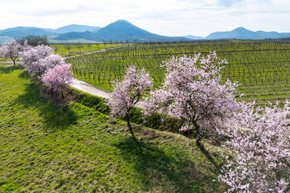 Mandelblüte am Geilweilerhof bei Siebeldingen; Bild: CC-BY Pfalz Touristik, Fachenbach Medien Mandelblüte am Geilweilerhof bei Siebeldingen; Bild: CC-BY Pfalz Touristik, Fachenbach Medien