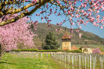 Mandelblüte am Geilweilerhof: Bild: CC-BY-SA Pfalz Touristik, Dominik Ketz Mandelblüte am Geilweilerhof: Bild: CC-BY-SA Pfalz Touristik, Dominik Ketz