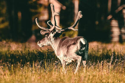 Rentierherbst; Bild: FINNSPIRIT Rentierherbst; Bild: FINNSPIRIT