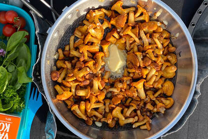 Pfifferlinge zum Abendessen, Bild: Triin Asi