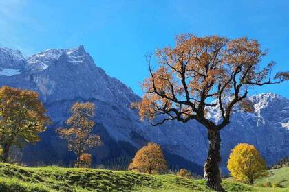 Karwendel Ahornbaum; Bild: Martina Mante Karwendel Ahornbaum; Bild: Martina Mante