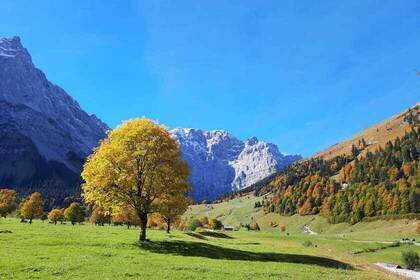 Karwendel Ahornbaum; Bild: Martina Mante Karwendel Ahornbaum; Bild: Martina Mante