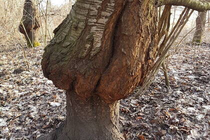 alter Baum; Bild: Lena Schumacher alter Baum; Bild: Lena Schumacher