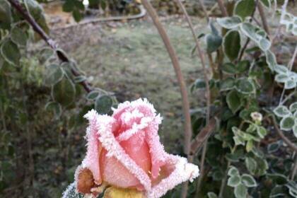 gefrostete Rose im Garten; Bild: Lena Schumacher gefrostete Rose im Garten; Bild: Lena Schumacher