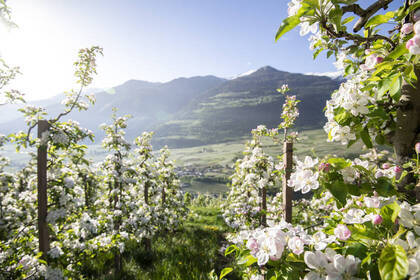 IDM Südtirol - Alto Adige_Alex Filz