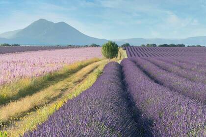 Lavendel, Bild: Thomas Despeyroux via Unsplash Lavendel, Bild: Thomas Despeyroux via Unsplash