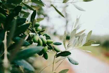 Olivenhaine, Bild: Nazar Hrabovyi via Unsplash