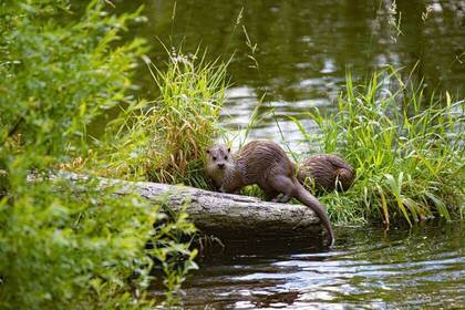 Otter, Bild: Andreas Schantl via Unsplash Otter, Bild: Andreas Schantl via Unsplash