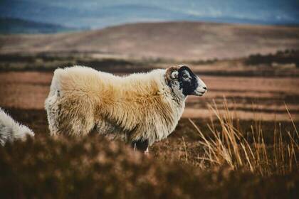 Schaf, Bild Stephen Kidd via Unsplash Schaf, Bild Stephen Kidd via Unsplash