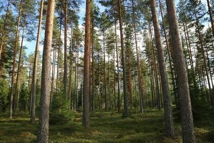 Waldbaden in Finnland_c_Timo Makelainen via Unsplash Waldbaden in Finnland_c_Timo Makelainen via Unsplash