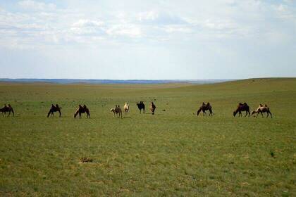 Steppenlandschaft; Bild: Tungaa Galya Steppenlandschaft; Bild: Tungaa Galya