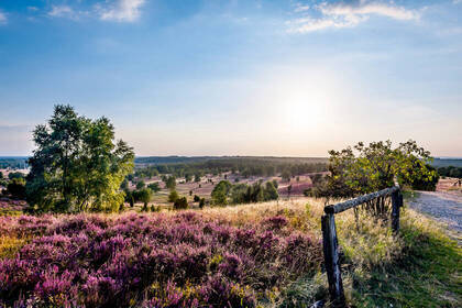 Lüneburger Heide_Wilseder Berg_c_Markus Tiemann (www.lueneburger-heide.de) Lüneburger Heide_Wilseder Berg_c_Markus Tiemann (www.lueneburger-heide.de)
