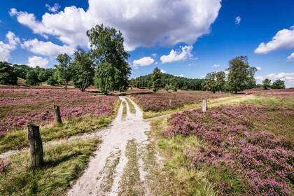 Heidschnuckenweg_Fischbeker Heide_c_Lueneburger Heide GmbH (www.lueneburger-heide.de) Heidschnuckenweg_Fischbeker Heide_c_Lueneburger Heide GmbH (www.lueneburger-heide.de)