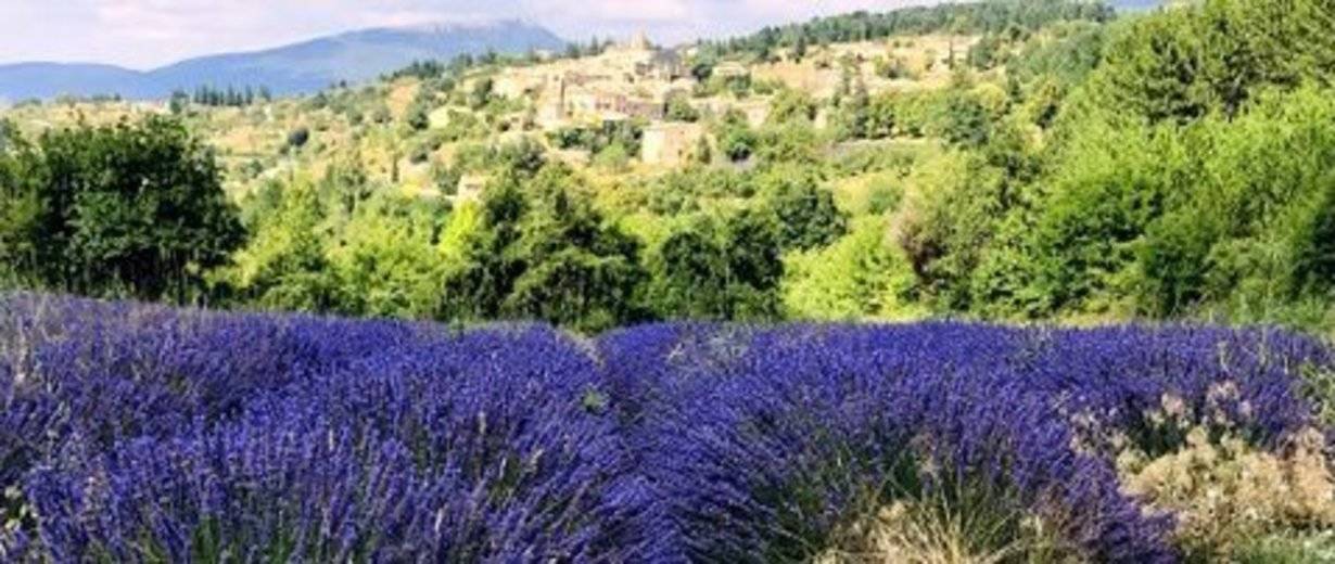 Provence Lavendel Frauen Reise