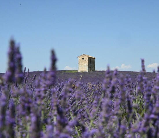 Provence, Bild Emma Hong via Unsplash Provence, Bild Emma Hong via Unsplash