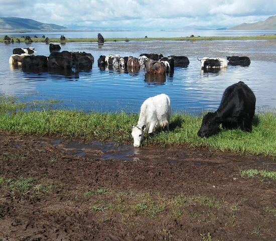 Yaks am Weißen See; Bild: Tungaa Galya Yaks am Weißen See; Bild: Tungaa Galya